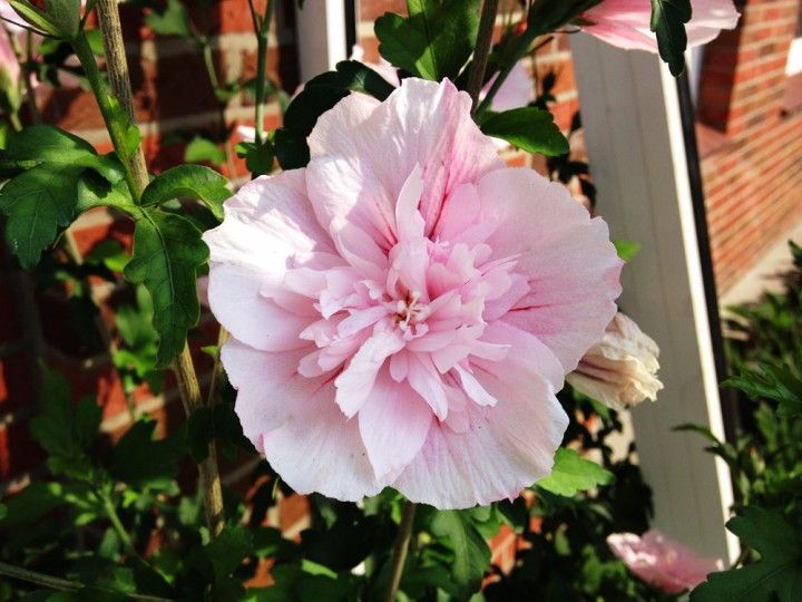 Hibiscus syriacus Pink Chiffon, Ibisco - vaso Ø18 cm h 35