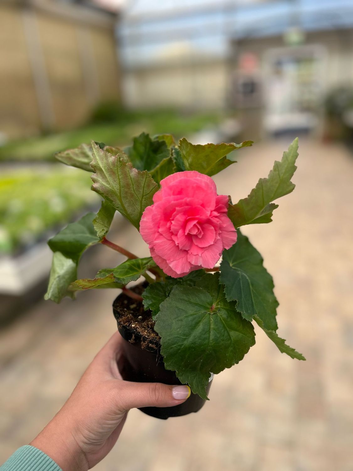 Begonia Tuberosa, begonia x tuberhybrida - vaso Ø12 cm
