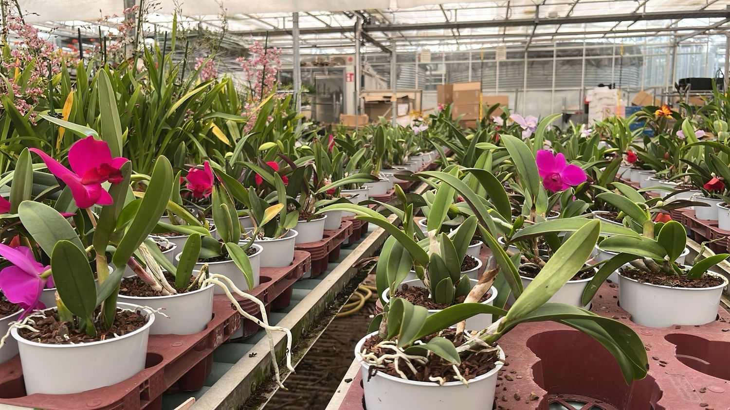 Cattleya spp. - vaso Ø12 cm