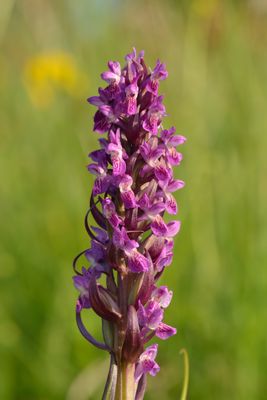 Dactylorhiza Orchidea da esterno - vaso Ø12 cm