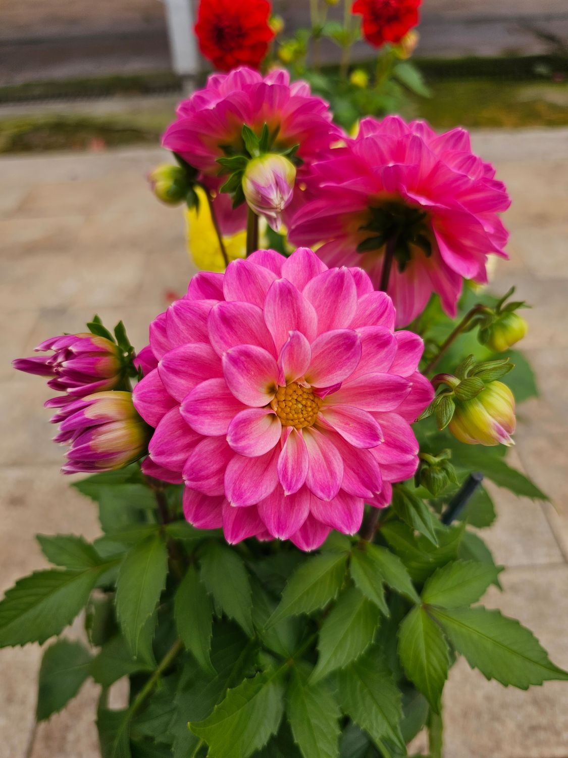 Dahlia spp., Dalia - vaso Ø14 cm