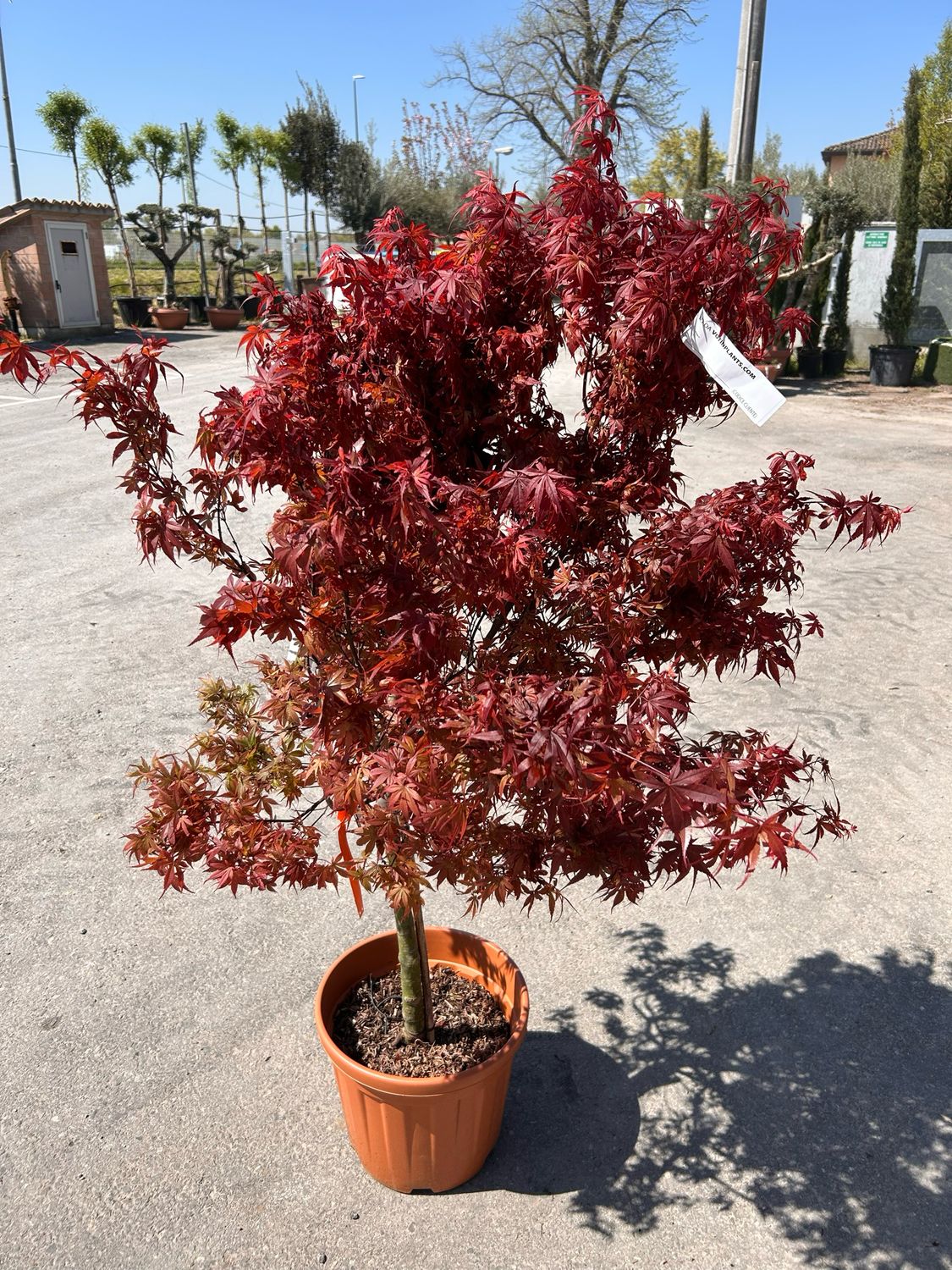 Acer palmatum &#39;Shaina&#39;, Acero Giapponese Rosso Palmato - vaso Ø33 cm H 150cm
