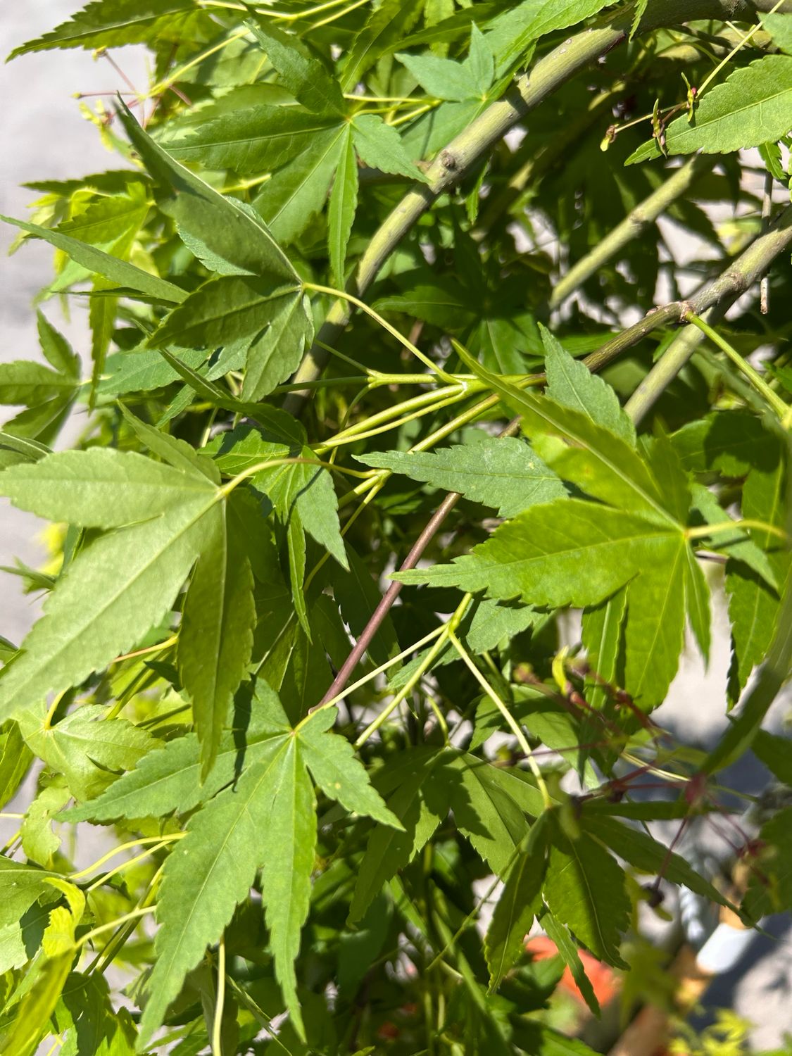Acer palmatum dissectum &#39; Ryusen &#39; - Acero giapponese piangente - vaso Ø 33 cm H 130cm