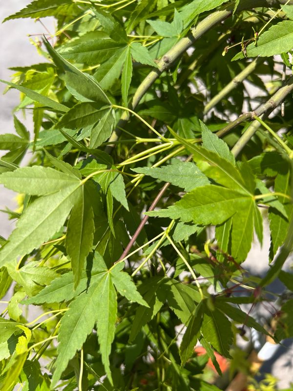 Acer palmatum dissectum &#39; Ryusen &#39; - Acero giapponese piangente - vaso Ø33 cm H 130cm