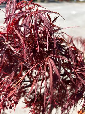 Acer palmatum var. dissectum &#39;Inaba Shidare&#39;, Acero Giapponese Nano - vaso Ø33 cm