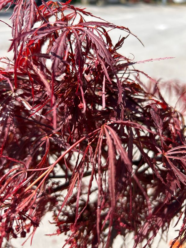 Acer palmatum var. dissectum &#39; Inaba Shidare &#39;, Acero Giapponese Nano - vaso Ø33 cm