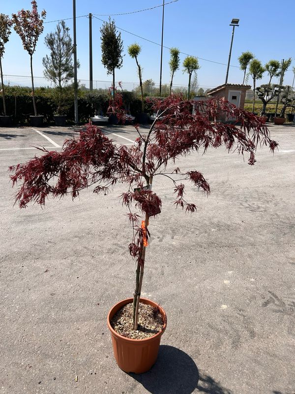 Acer palmatum var. dissectum 'Inaba Shidare', Acero Giapponese Nano - vaso Ø33 cm