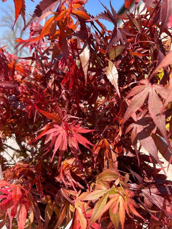 Acer palmatum ‘Skeeter’s Broom’, Acero Giapponese  - vaso Ø33 cm