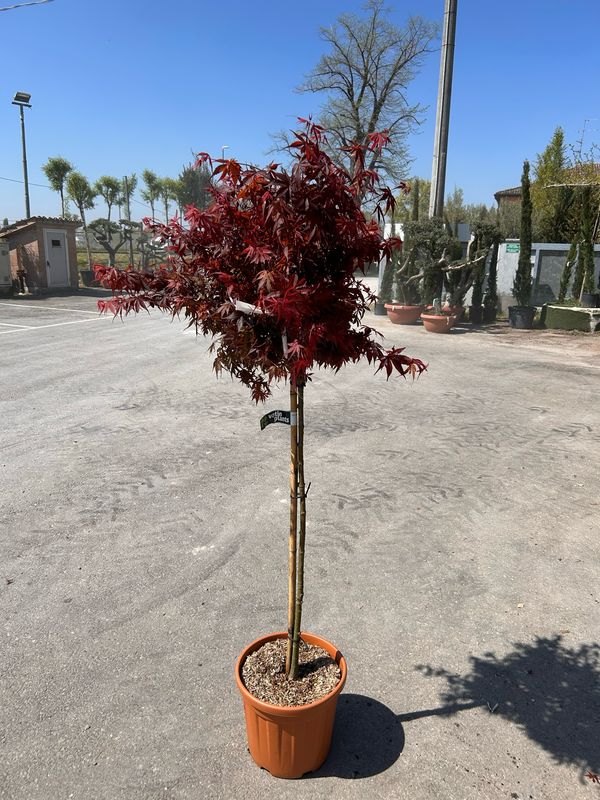 Acer palmatum ‘Skeeter’s Broom’, Acero Giapponese  - vaso Ø33 cm