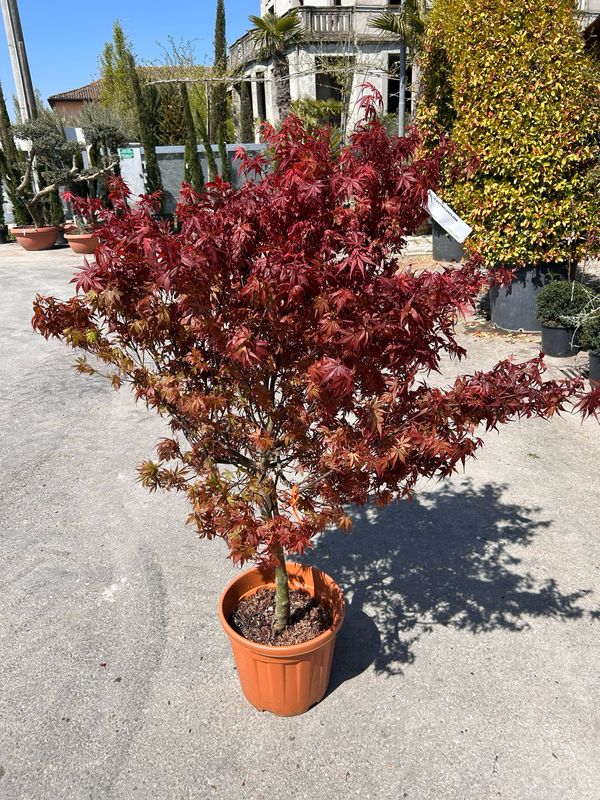 Acer palmatum 'Shaina', Acero Giapponese Rosso Palmato - vaso Ø33 cm H 150cm