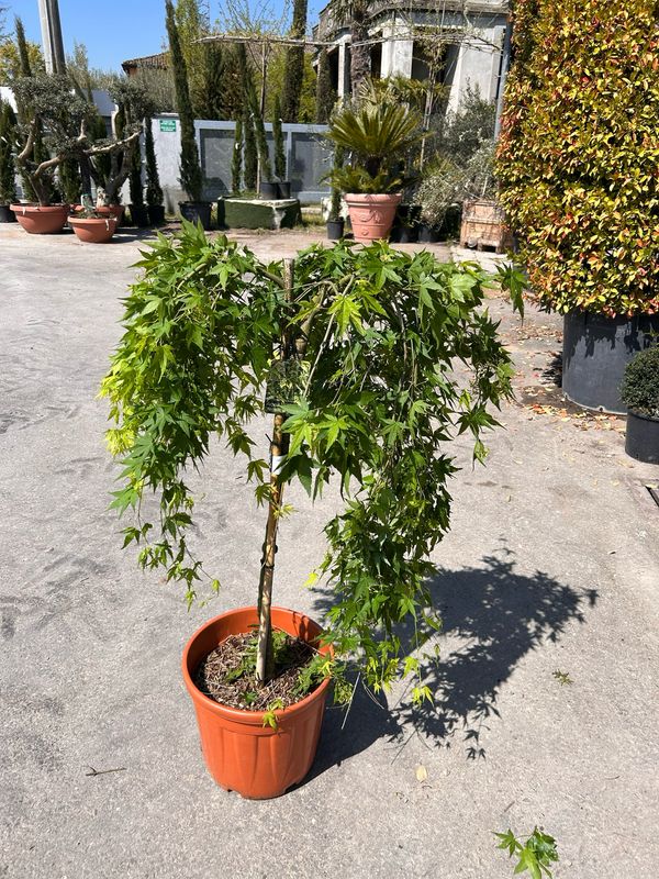 Acer palmatum dissectum 'Ryusen' - Acero giapponese piangente - vaso Ø33 cm H 130cm