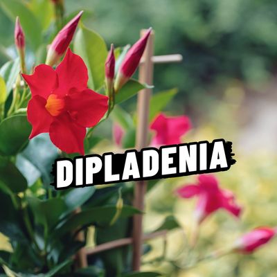 DIPLADENIA