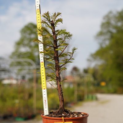 PREBONSAI