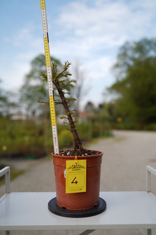 Metasequoia glyptostroboides, Pezzo Unico n. 4 - 31 cm PREBONSAI, BONSAI