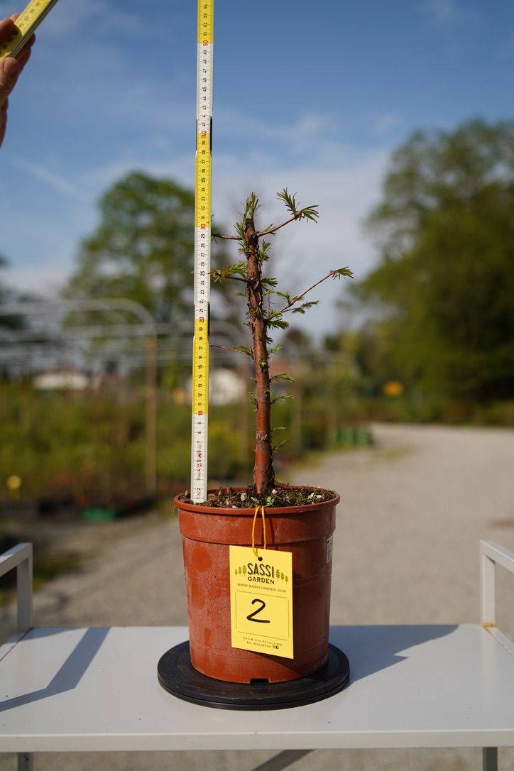 Prebonsai di Metasequoia glyptostroboides, Pezzo Unico n. 2 - 36 cm PREBONSAI - BONSAI