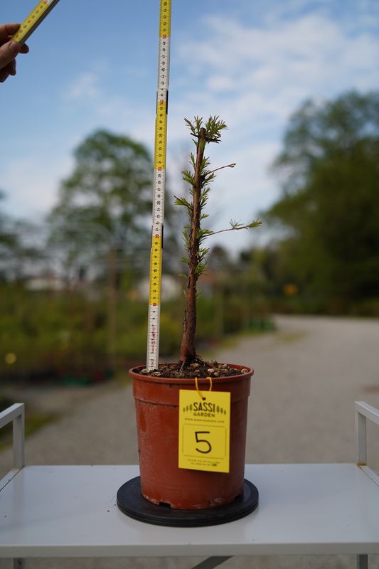 Metasequoia glyptostroboides, Pezzo Unico n. 5 - 38 cm PREBONSAI, BONSAI