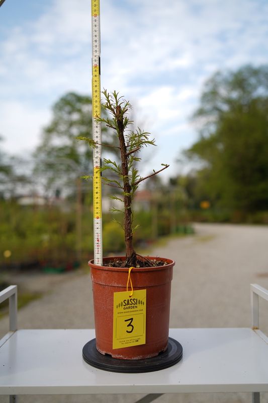 Metasequoia glyptostroboides, Pezzo Unico n. 3 - 35 cm PREBONSAI, BONSAI