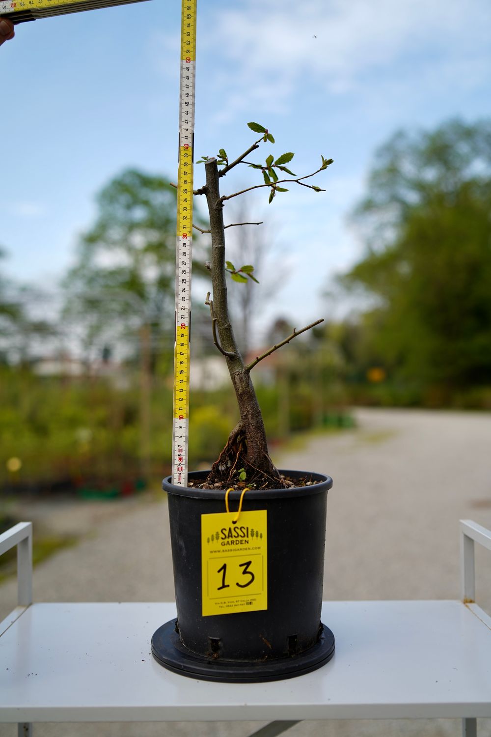 Carpino Bianco, Carpinus betulus, pezzo unico n. 13 - 44 cm PREBONSAI, BONSAI