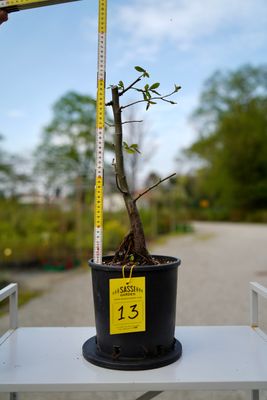 Carpino Bianco, Carpinus betulus, pezzo unico n. 13 - 44 cm PREBONSAI, BONSAI Carpino Bianco, Carpinus betulus, pezzo unico n. 13 - 44 cm PREBONSAI, BONSAI