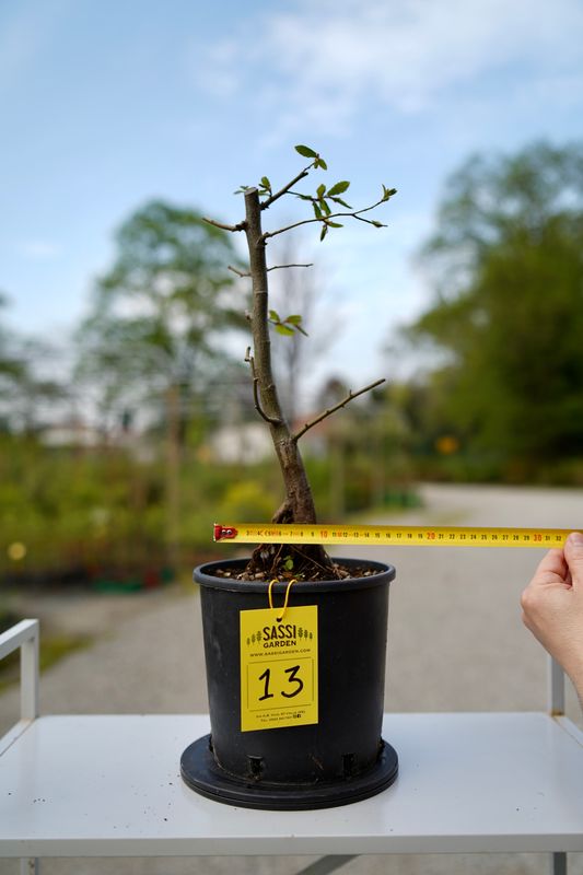 Carpino Bianco, Carpinus betulus, pezzo unico n. 13 - 44 cm PREBONSAI, BONSAI