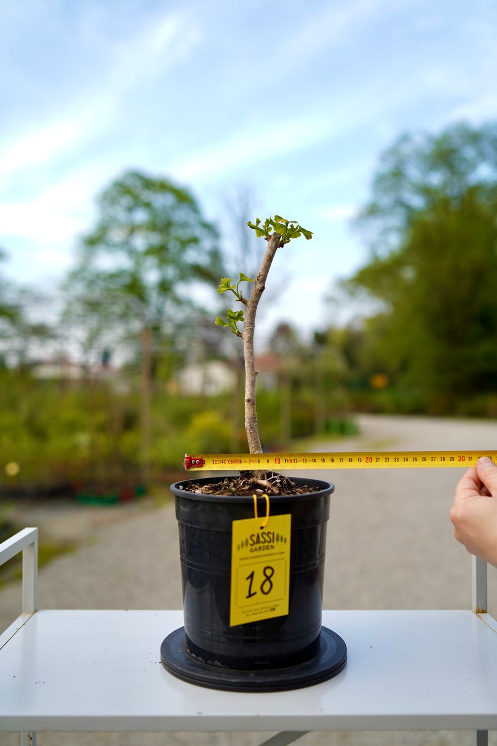 Prebonsai di Ginkgo biloba, Pezzo Unico n. 18 - 30 cm PREBONSAI - BONSAI