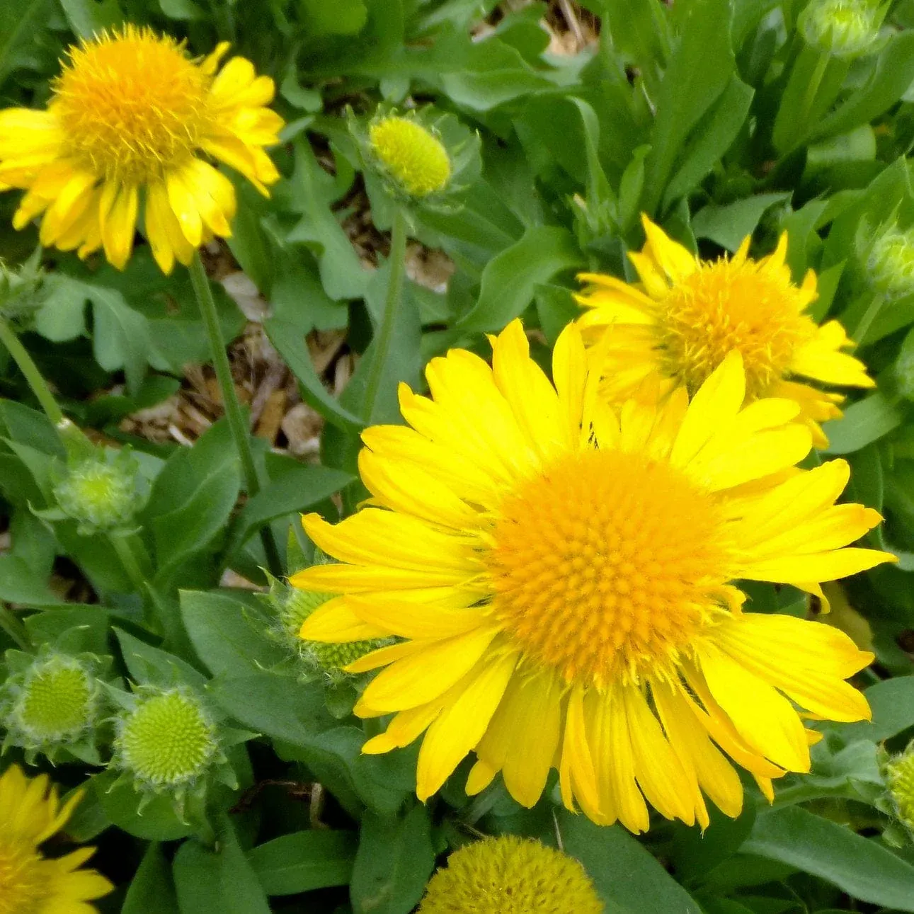 Gaillardia aristata &#39; Mesa yellow &#39; - vaso 11 cm quadrato