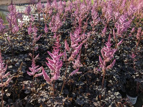 Astilbe &#39; Dark Side of the Moon &#39;- vaso Ø18 cm