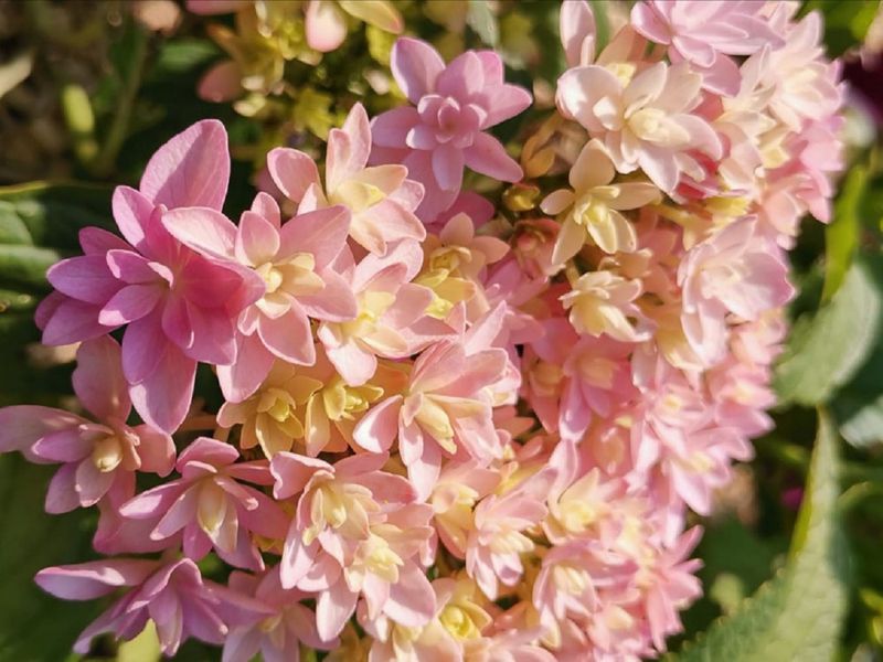 Hydrangea macrophylla &#39; Stellar Rose &#39; Ortensia - vaso Ø23 cm
