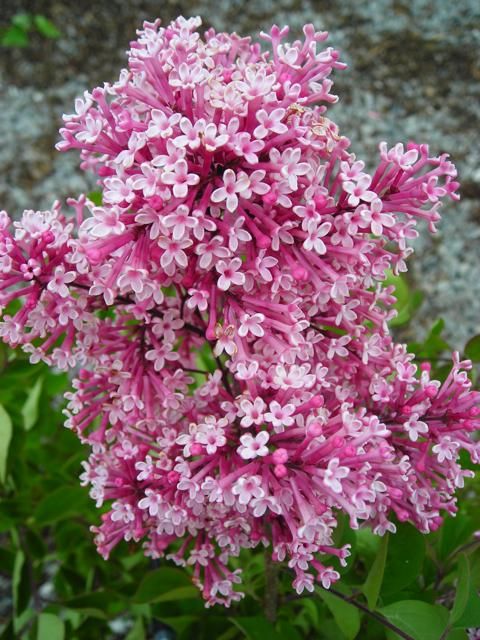 Serenella, Syringa &#39; Tinkerbelle &#39; - Lillà - vaso Ø19 cm