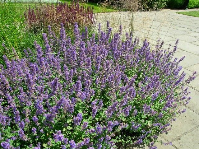 Nepeta grandiflora &#39; Summer Magic &#39; vaso 18