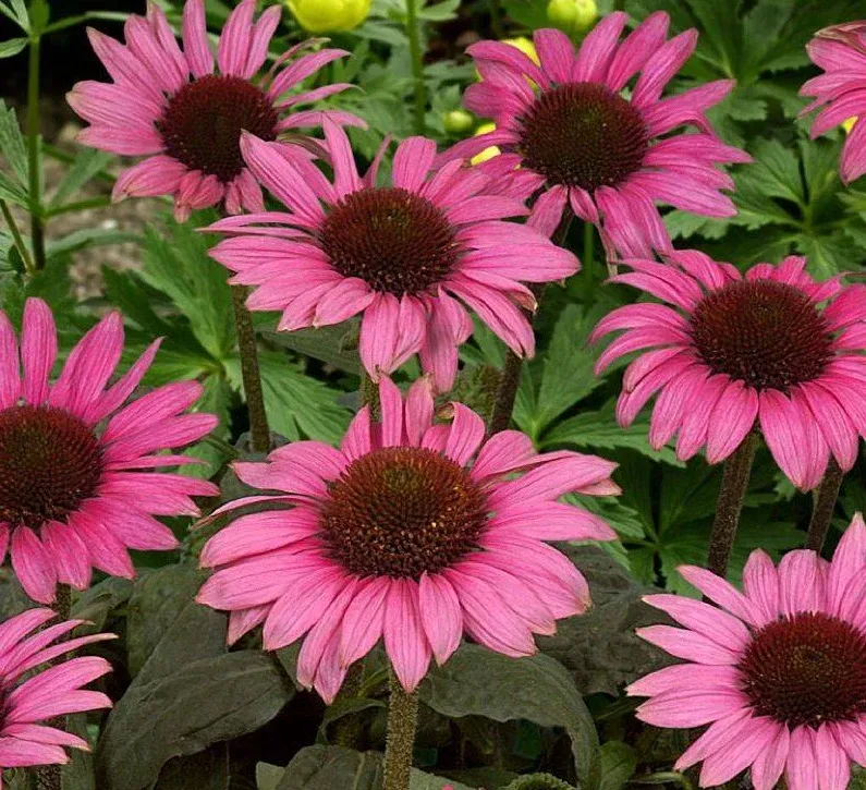 Echinacea purpurea &#39; Meditation Pink &#39; vaso 11 quadrato