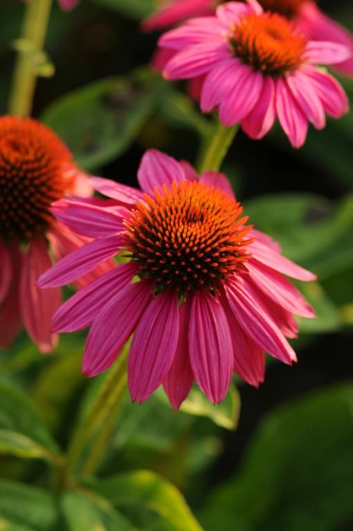 Echinacea purpurea &#39;PowWow Wild Berry&#39; vaso 11 quadrato