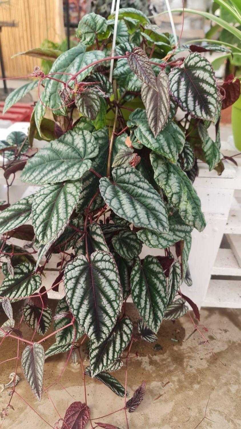 Cissus Discolor - vaso Ø18 cm basket