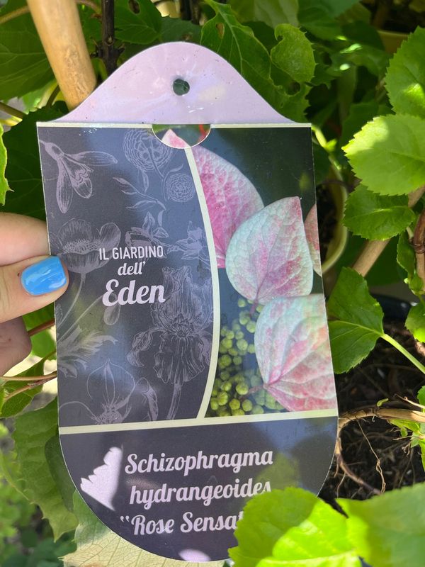 Hydrangea anomala petiolaris 'Schizophragma Rose', Ortensia rampicante rosa - vaso Ø24 cm