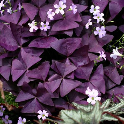 OXALIS