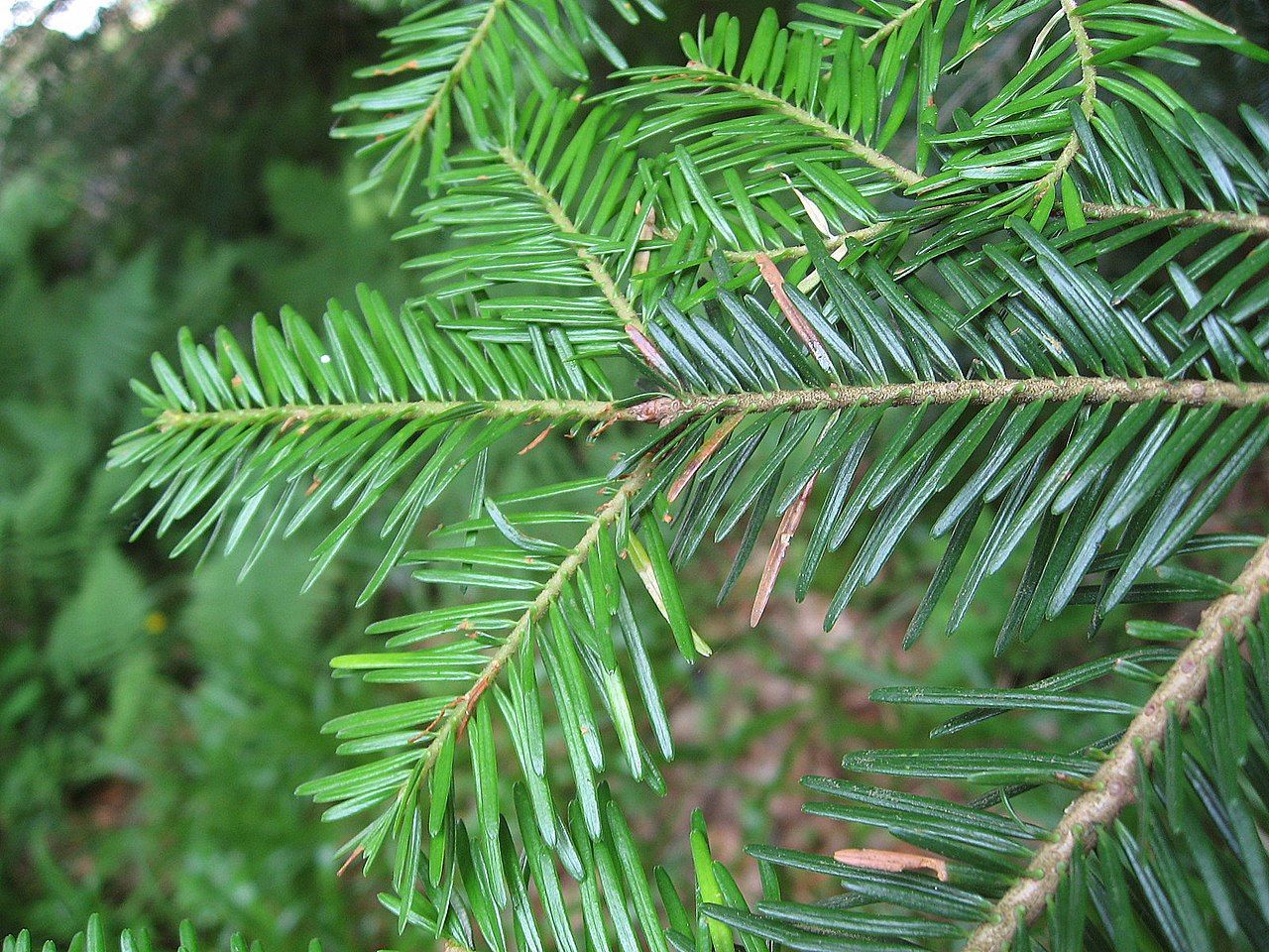 Abies alba, Abete bianco - vaso Ø18 cm