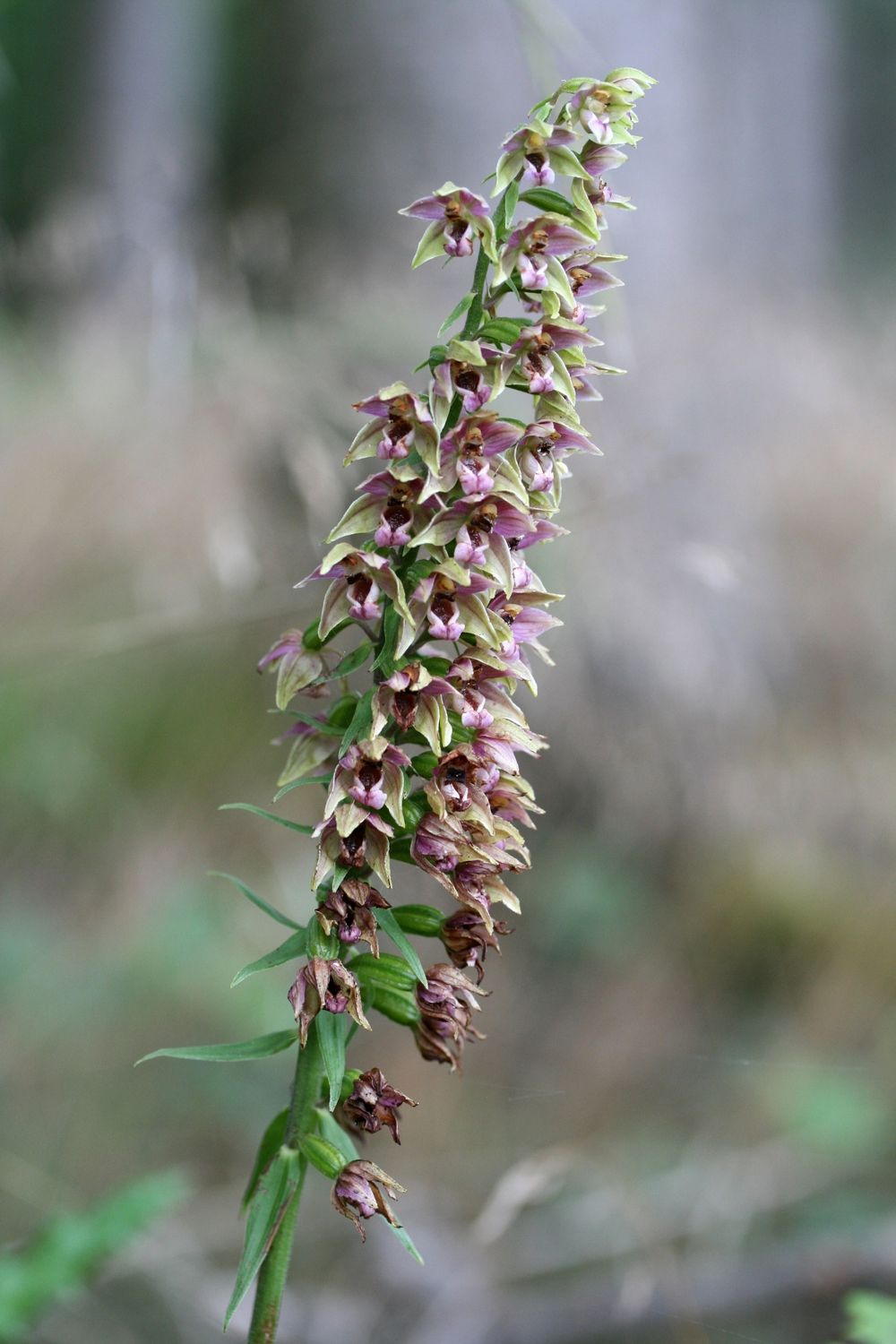 Epipactis helleborine  Orchidea da esterno - vaso Ø12 cm