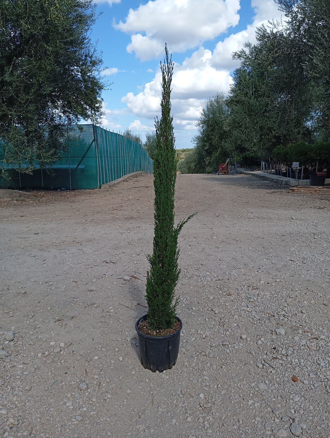 Cupressus Sempervirens, Cipresso Toscano, var. Totem - vaso Ø 24 cm, H 100 cm