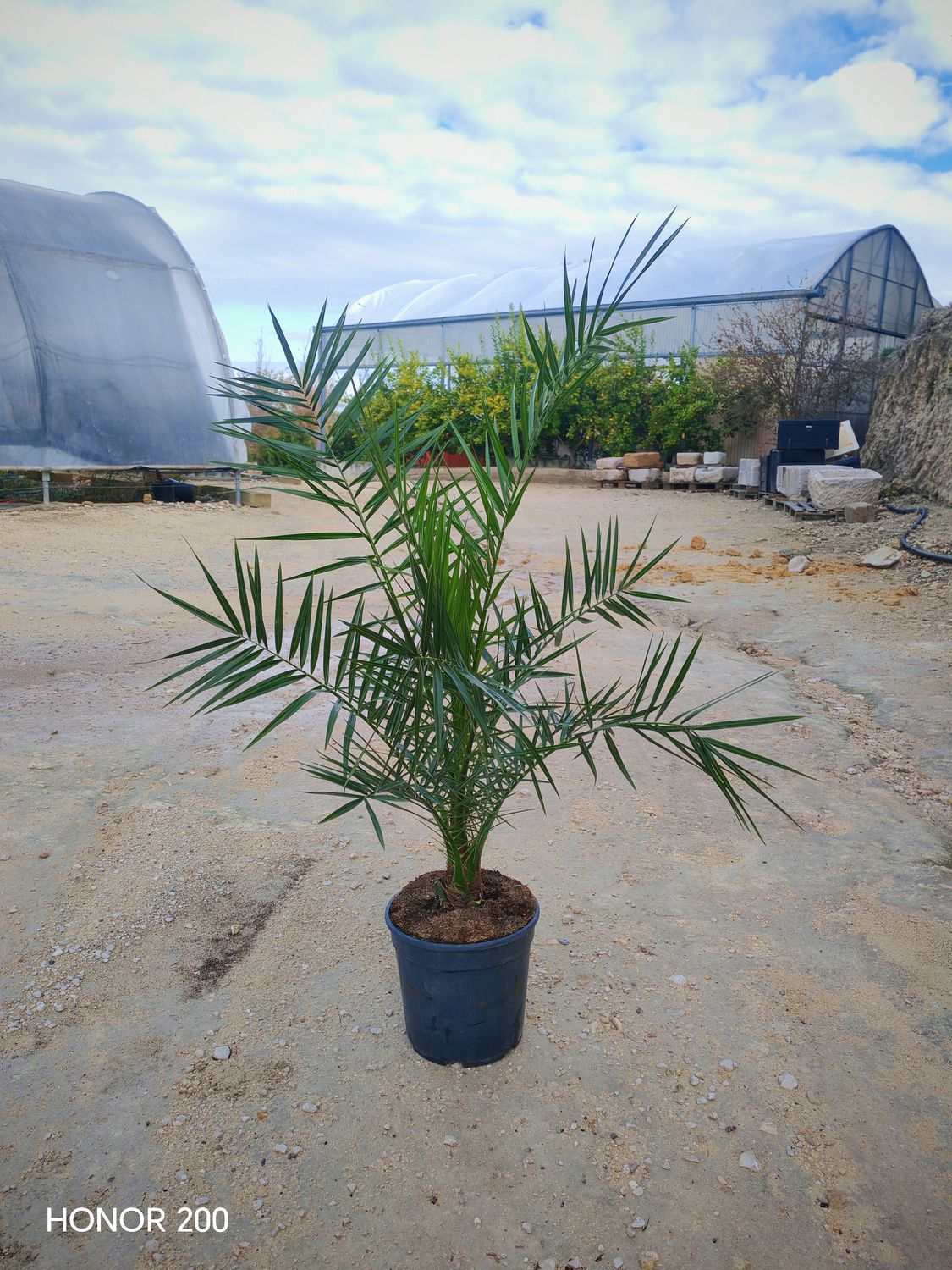 Phoenix Canariensis, Palma delle Canarie/Palma Fenice - vaso Ø23 cm