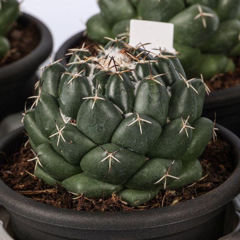 Coryphantha elephantidens, Cactus denti d’elefante - vaso Ø14 cm