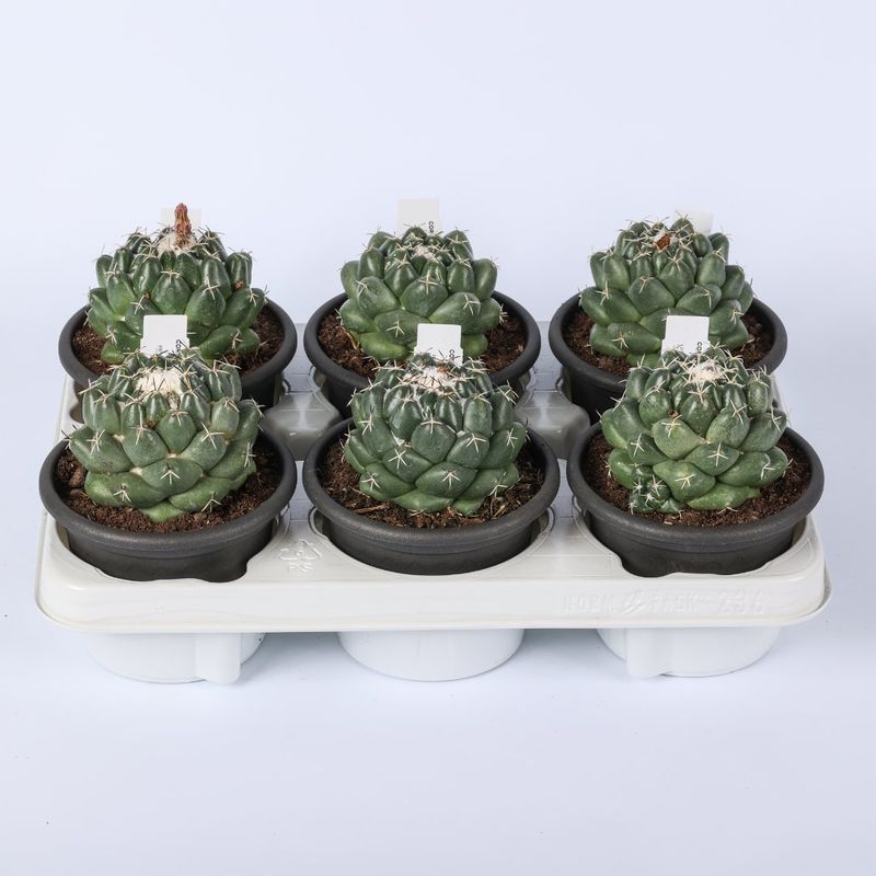 Coryphantha elephantidens, Cactus denti d’elefante - vaso Ø14 cm