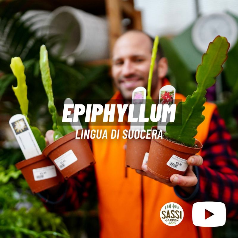 Lingua di suocera, Epiphyllum &#39; Hoodap &#39; (fiore rosa antico ) - vaso Ø10,5 cm