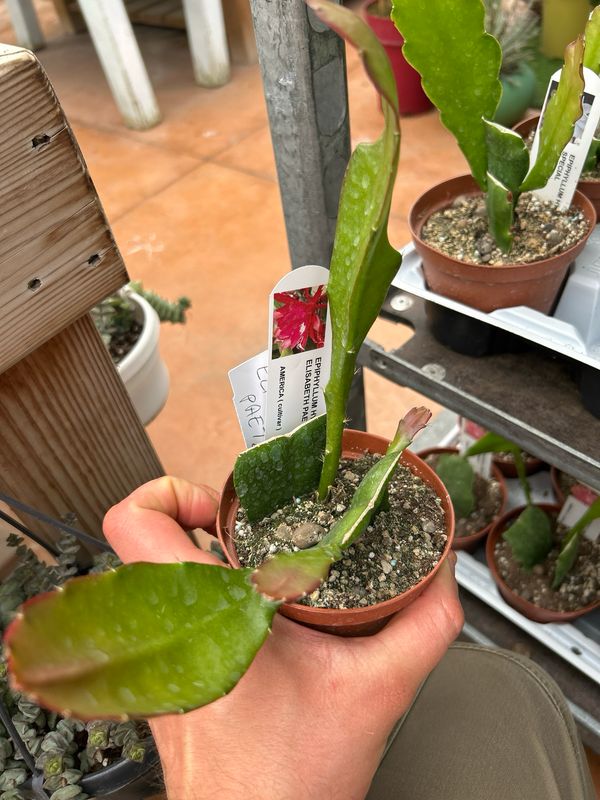 Lingua di suocera, Epiphyllum &#39; Elisabet Paetz ‘ vaso Ø10,5 cm (fiore ciliegia scuro)