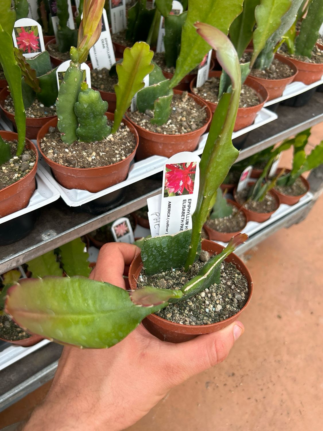 Lingua di suocera, Epiphyllum &#39;Madame de Laet&#39; - vaso Ø10,5 cm (fiore ciliegia)