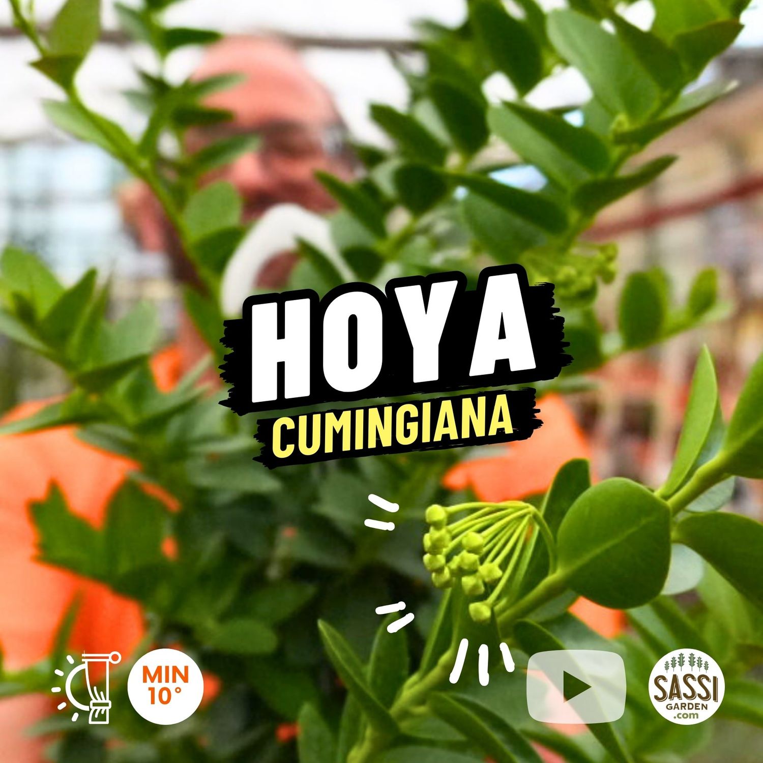 Hoya cumingiana, Hoya Cumiana - Basket Ø18 cm xxl