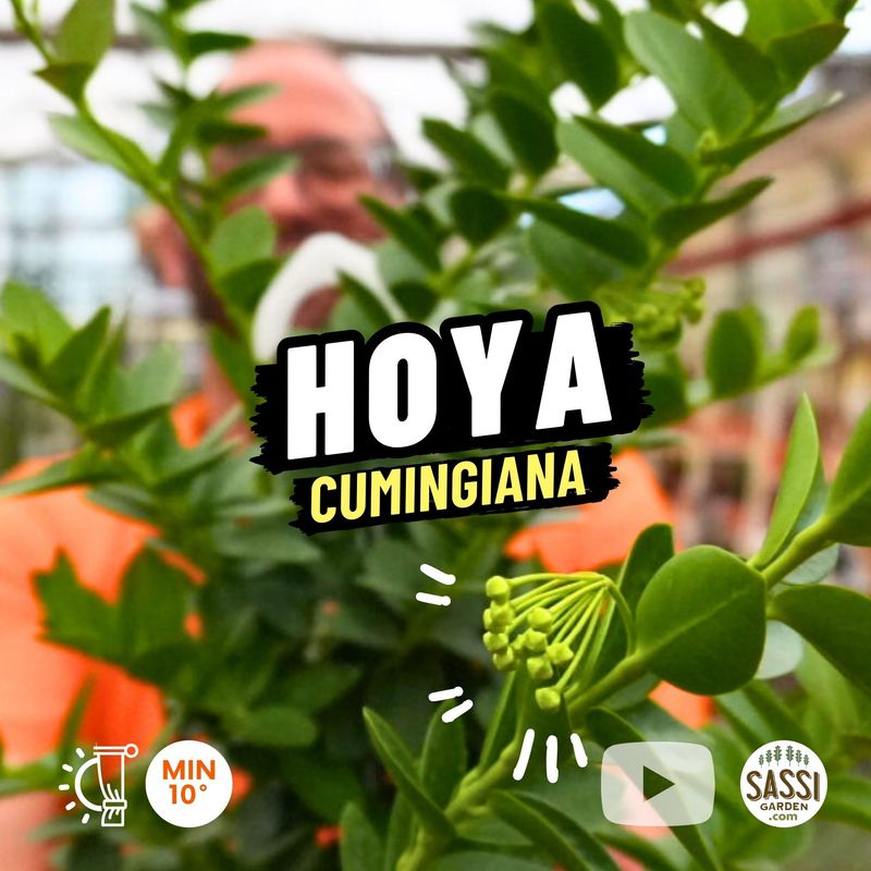 Hoya cumingiana, Hoya Cumiana - Basket Ø18 cm xxl