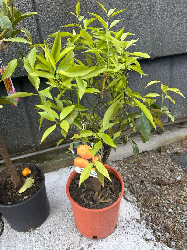 Mandarino - Citrus reticulata - vaso Ø21 cm
