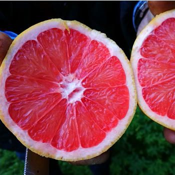 Pompelmo, Citrus × paradisi - vaso Ø21 cm