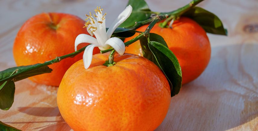 Mandarino - Citrus reticulata - vaso Ø21 cm