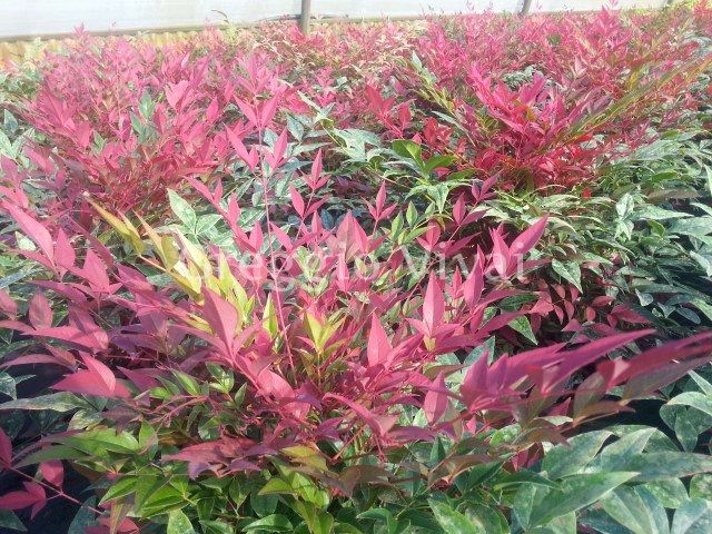Nandina domestica &#39; Obsessed &#39; - vaso Ø24 cm, h 60 cm